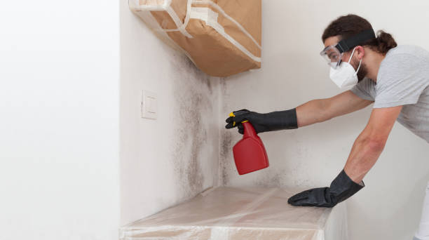 Professional Attic Mold Removal technician working in Auburn, NY