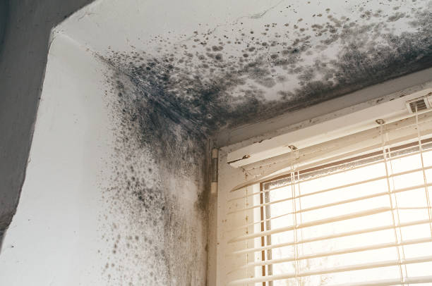 Affordable Attic Mold Removal solutions in Auburn, NY