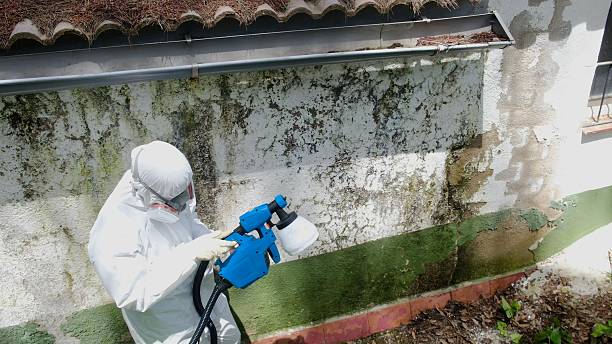 Top rated local Attic Mold Removal specialists in Auburn, NY